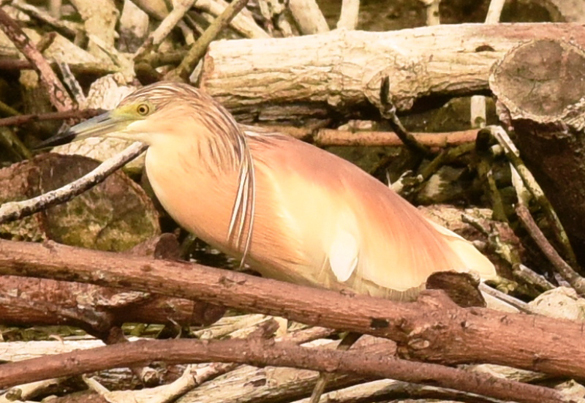 http://nation.sc/images/2016/Feb/22/Another%20rare%20migrant.JPG